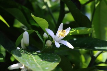 Jeju’s Fragrant Citrus Blossoms Set to Bloom Next Month