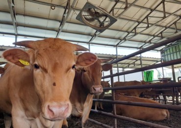 South Korean Livestock Farms Grapple With Massive Manure Output