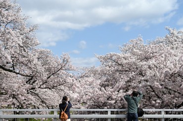Seeking Hired Companionship for Cherry Blossom Viewing in South Korea