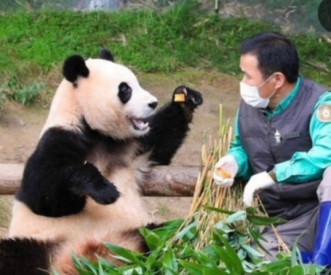 Farewell to Fu Bao: South Korea Bids Emotional Goodbye to Its Beloved Giant Panda