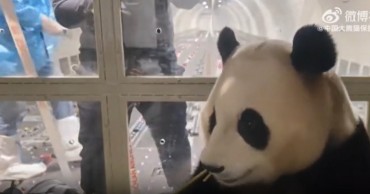 Fu Bao’s Tense Arrival in China Sparks Concern Over Animal Welfare and Media Practices