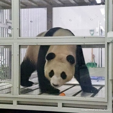 Beloved Panda Fu Bao Bids Farewell to South Korea for a New Chapter in China