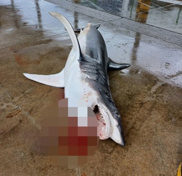 Shark Caught Off East Coast Raises Alarms in South Korea