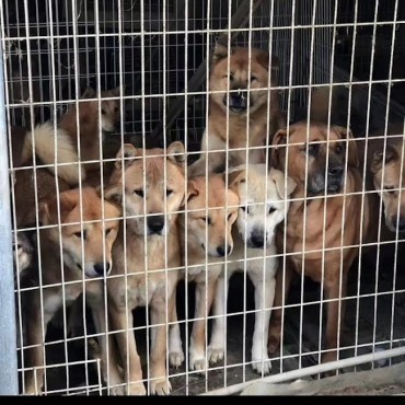 Future of Private Dog Shelter in Daejeon Threatened Amid Zoning Dispute