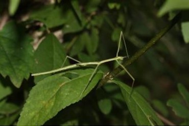 South Korea Explores Fungus as Eco-Friendly Solution to Control Stick Insect Outbreaks