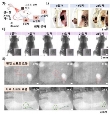 South Korean Researchers Announce Breakthrough in Biodegradable Medical Robots