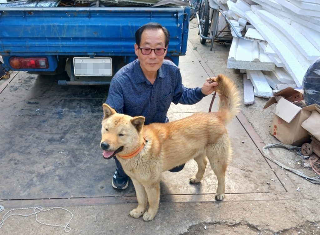 Hong Min, a one-year-old Jindo breed dog born in April of last year, had been Yoon's most cherished pet. The owner fondly recalled Hong Min's intelligence and good looks from an early age, traits that inspired his name – a play on that of the famous South Korean soccer player Son Heung-min. (Image provided by Mr. Yoon, the dog's owner)