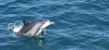 Campaign Underway to Designate Habitat of Endangered Dolphins as Protected Marine Area