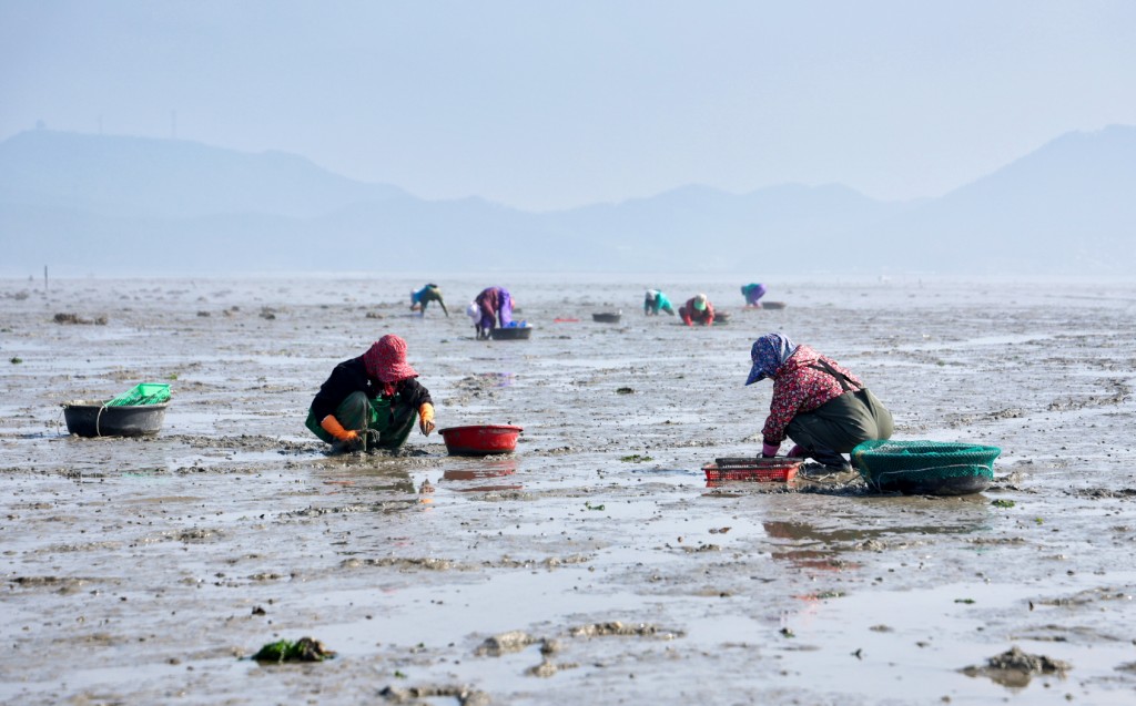 The short-necked clam harvesting season has begun in the coastal country of Taean, providing a lucrative source of income for local fishermen.