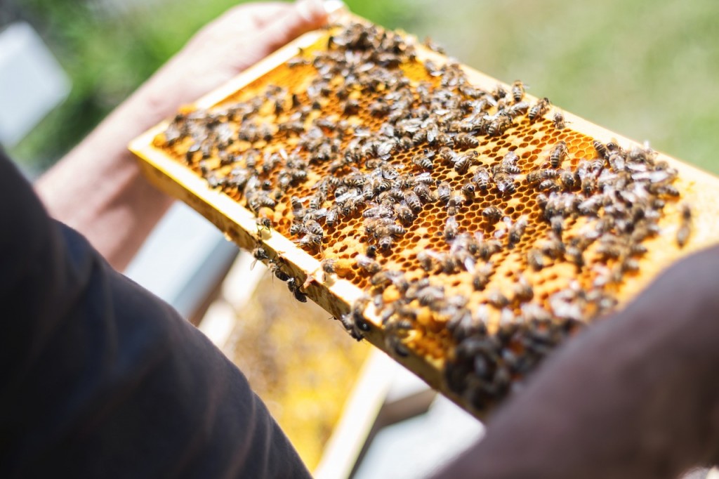 In South Korea, the economic contribution of bees to the nation's agriculture is a staggering KRW 6 trillion, particularly impacting 16 key fruit and vegetable crops. In 2008, the country maintained an impressive 1.9 million hives, ranking 11th globally, and yielded 27,000 tons of honey, placing it 15th in worldwide production. These figures underscore the critical role bees play in sustaining the nation's agricultural output and economic stability. (Image: Pixabay/CCL)