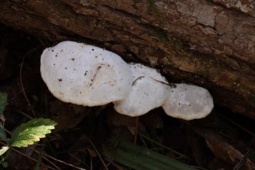 Korean Mushroom Shows Promise in Preventing Muscle Cell Death