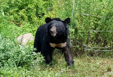 Rare Bear Sightings Raise Caution, Not Panic, on South Korea’s Mountain Trails