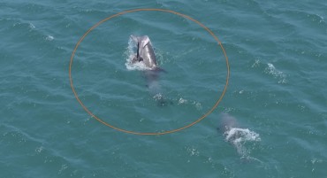 Heartbreaking Scenes as Dolphin Tries to Revive Dead Calf in Jeju Waters