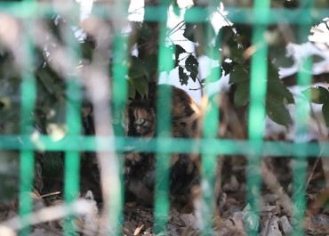 Animal Rights Group Challenges Removal of Feral Cat Feeding Stations in Busan Wetland