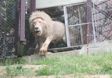 After Years in Confinement, White Lions Get a Taste of Freedom