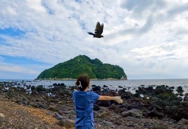 Injured Black Wood Pigeons Released Back Into Wild on Jeju Island