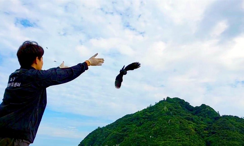 The endangered black wood pigeon returns to the wild after treatment (Photo courtesy of the Jeju Wildlife Rescue Center)