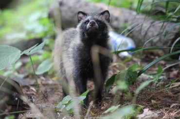 Raccoon Dogs Encroach on Seoul, Raising Urban Wildlife Concerns