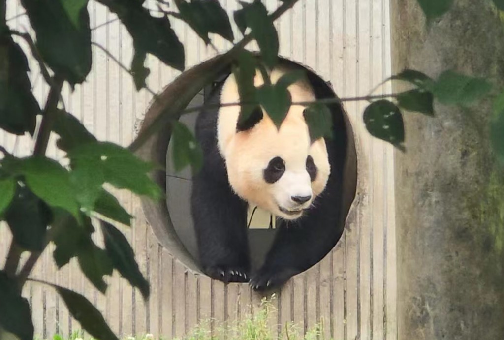 While acknowledging discussions about alleviating public disappointment over Fu Bao's departure, city officials stated, "A panda lease is not being pursued at this time." (Image courtesy of Yonhap)