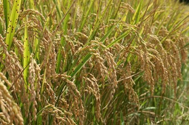 Gov’t to Buy 450,000 Tons of Rice for Reserves