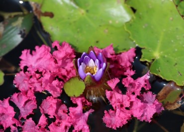 Rare Lotus Blooms Amid Scorching Heat Wave in South Korea