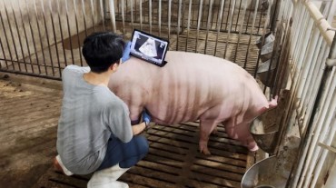 South Korea Pioneers AI Technology for Swine Pregnancy Detection