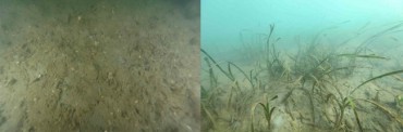 LG Chem’s Seagrass Restoration Project Shows Promising Results in South Korean Waters