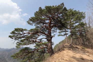 Ancient ‘King Pine’ in South Korea’s Uljin Forest Faces Threat, Prompting Conservation Efforts