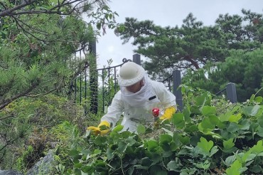 South Korea Sees Surge in Wasp Stings as Heatwave Persists