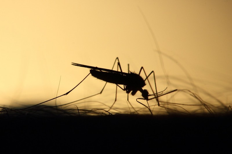 Global Warming and Increased Travel Fuel Spread of Insect-Borne Diseases