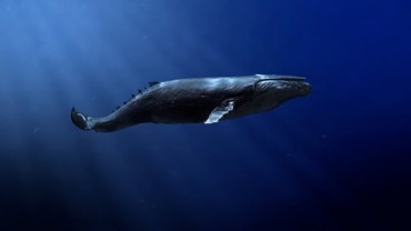 Korean Composer’s Orchestral Piece Gives Voice to Whales’ Plight