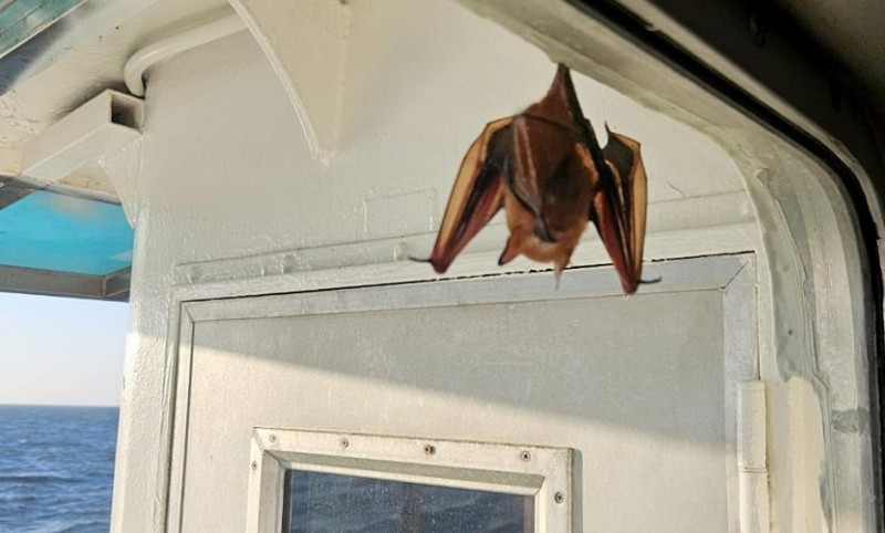 Rare ‘Golden Bat’ Spotted on Fishing Vessel Near South Korean Island