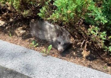 Wild Raccoon Dogs Appear in Songdo, Prompting Public Caution