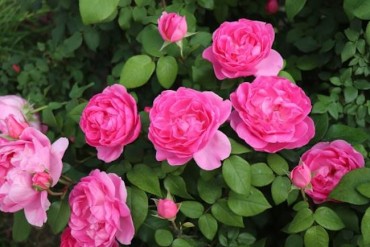 Everland’s New Rose Variety Shows Promise in Anti-Aging Research