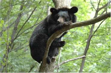 In South Korea, a 20-Year Effort Brings Bears Back From the Brink