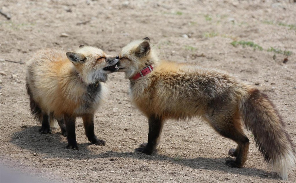 The Korean fox, characterized by its slender muzzle, large upright ears, and long, bushy tail, is known for its elusive nature. (Image courtesy of Korea National Park Service, KNPS)