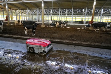 Robots Take Over Dairy Farm Duties on South Korean Island