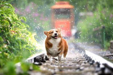 South Korean Pet Owners Find Zen at Dog Meditation Festival