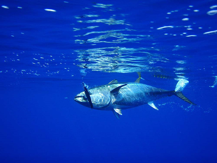 Tuna Vessels Using Forced Labor are Hiding Under MSC Ecolabel, New Research Finds