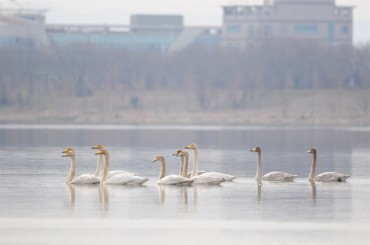 Award-Winning Wetland Faces Destruction as Controversial Bridge Project Breaks Ground in Busan