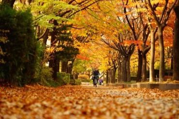 Seoul Unveils 103 Scenic Routes for Autumn Foliage Viewing