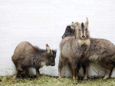 South Korea Unveils Plan to Protect Endangered Mountain Goats After Mass Die-Off