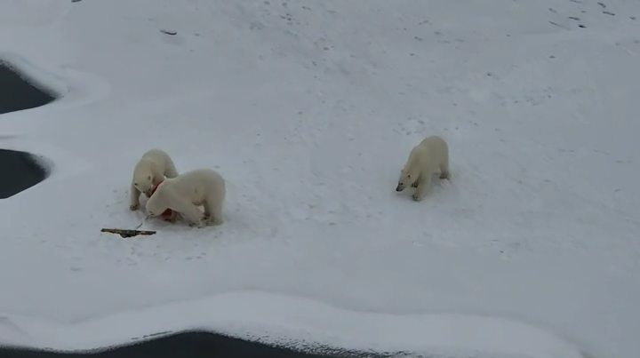 South Korean Icebreaker Documents Climate Change Impact in Arctic Waters