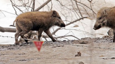 Surge in Wild Boar Hunters Raises Safety Concerns in South Korea