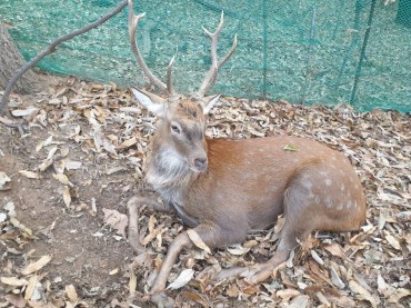 Aggressive Deer That Injured Two Captured in South Korean City After Four-Day Hunt