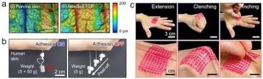 Korean Scientists Create Super-Adhesive Skin Patch Inspired by Barnacles and Armadillos