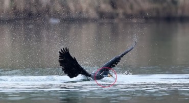 Cormorant’s Desperate Struggle Captured on Camera Highlights Dark Side of Recreational Fishing