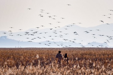 South Korea’s Suncheon Bay Emerges as a Winter Haven for Migratory Birds