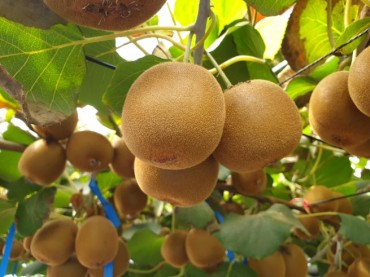 Heart-Shaped Jeju ‘Heart Gold’ Kiwi Makes Market Debut