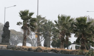 Jeju Island Phases Out Palm Trees, Ending 40-Year Tropical Streetscape Era